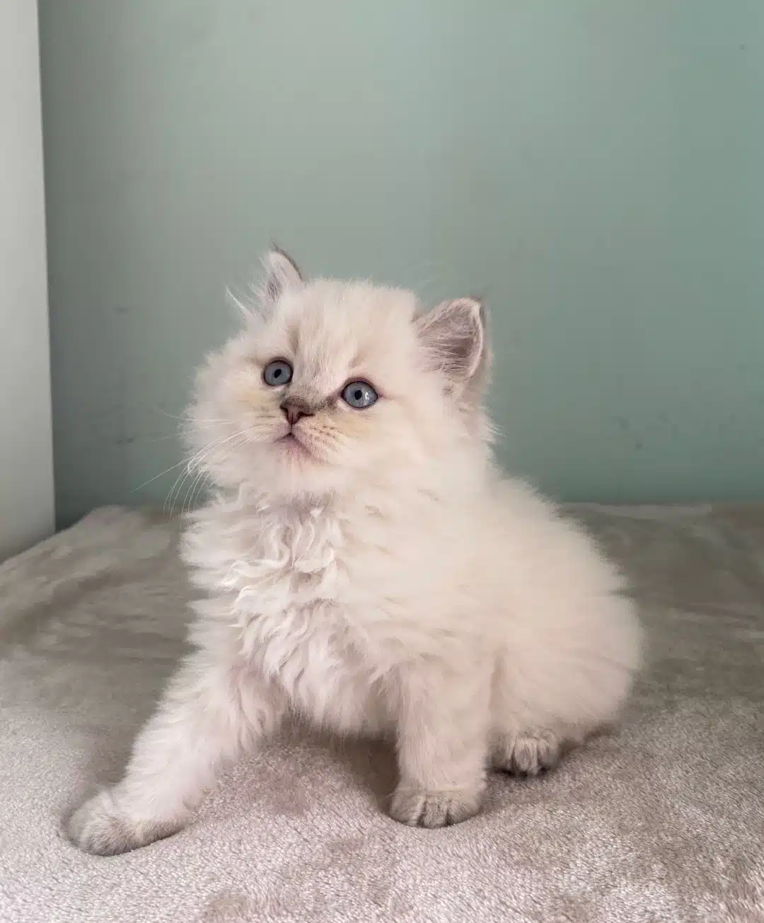 Brıtısh Longhaır Ve Scotish Fold