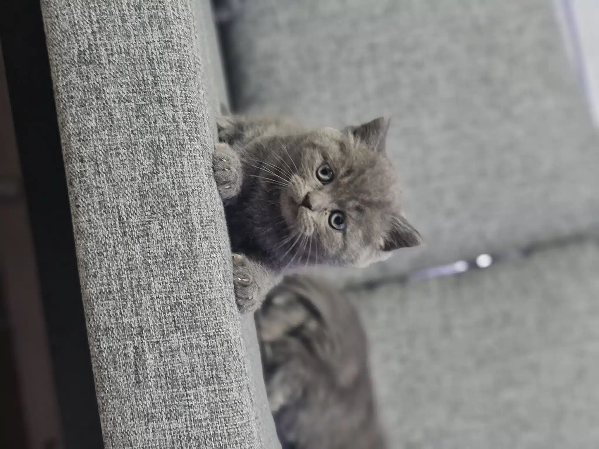 Minnoşum Teslime Hazır