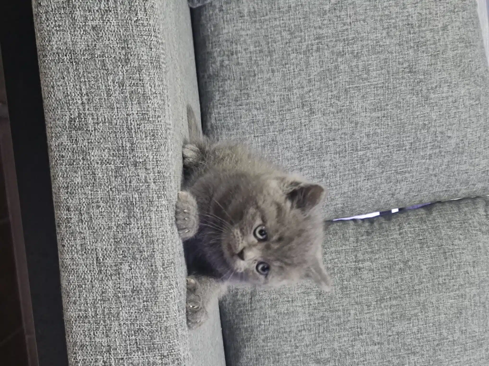 Minnoşum Teslime Hazır