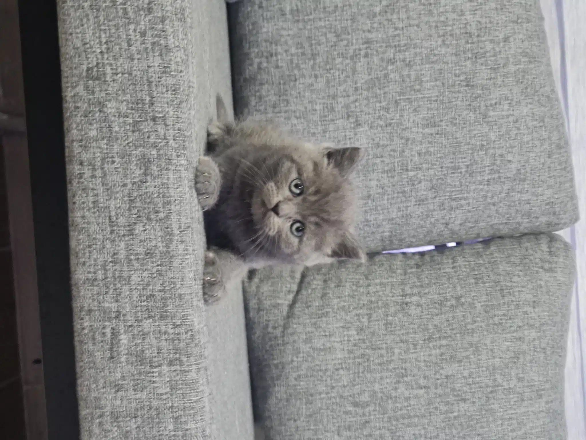 Minnoşum Teslime Hazır