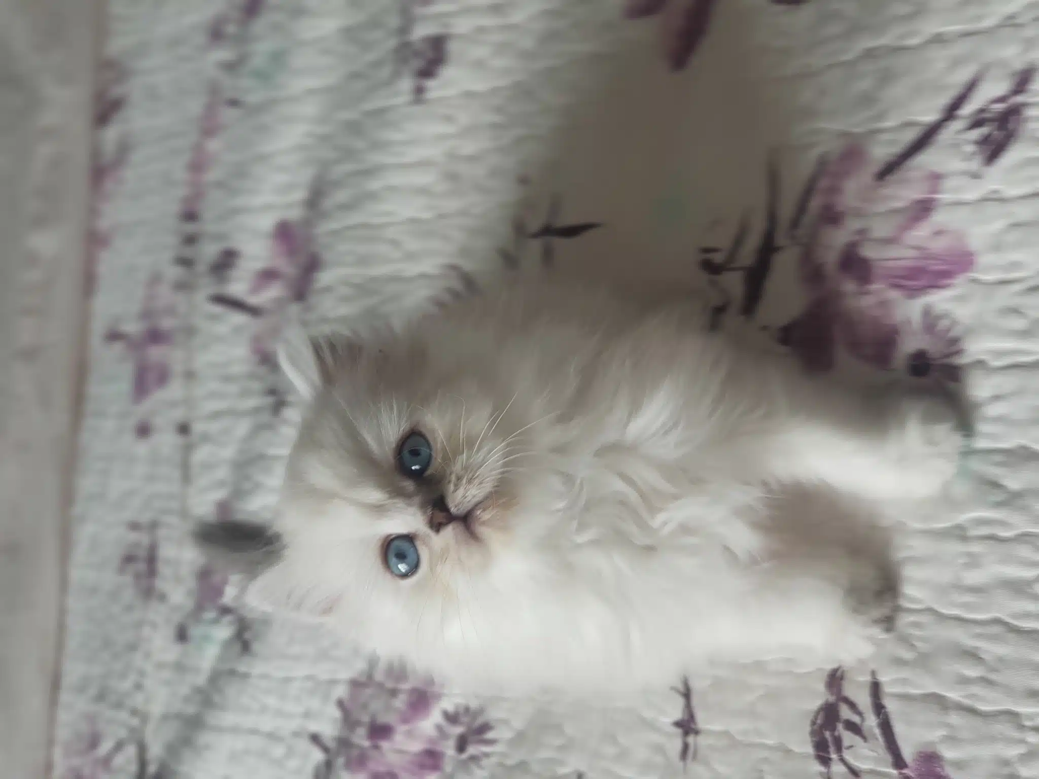 British Longhair Silver