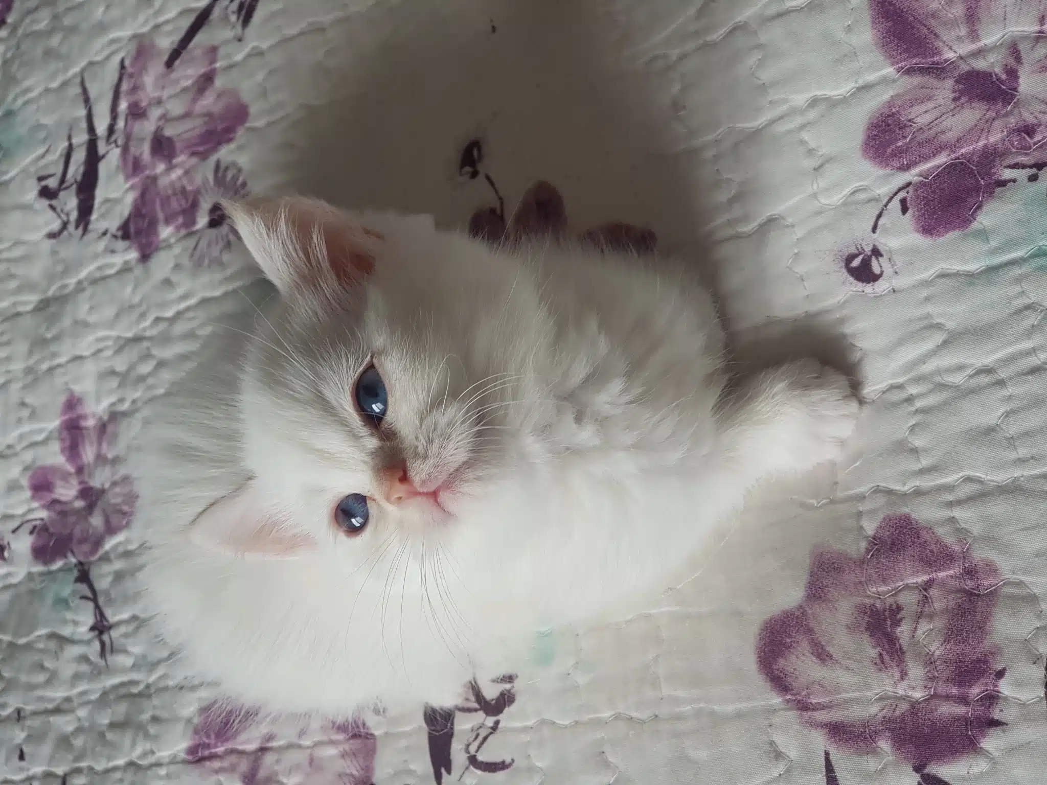 British Shorthair Red Point