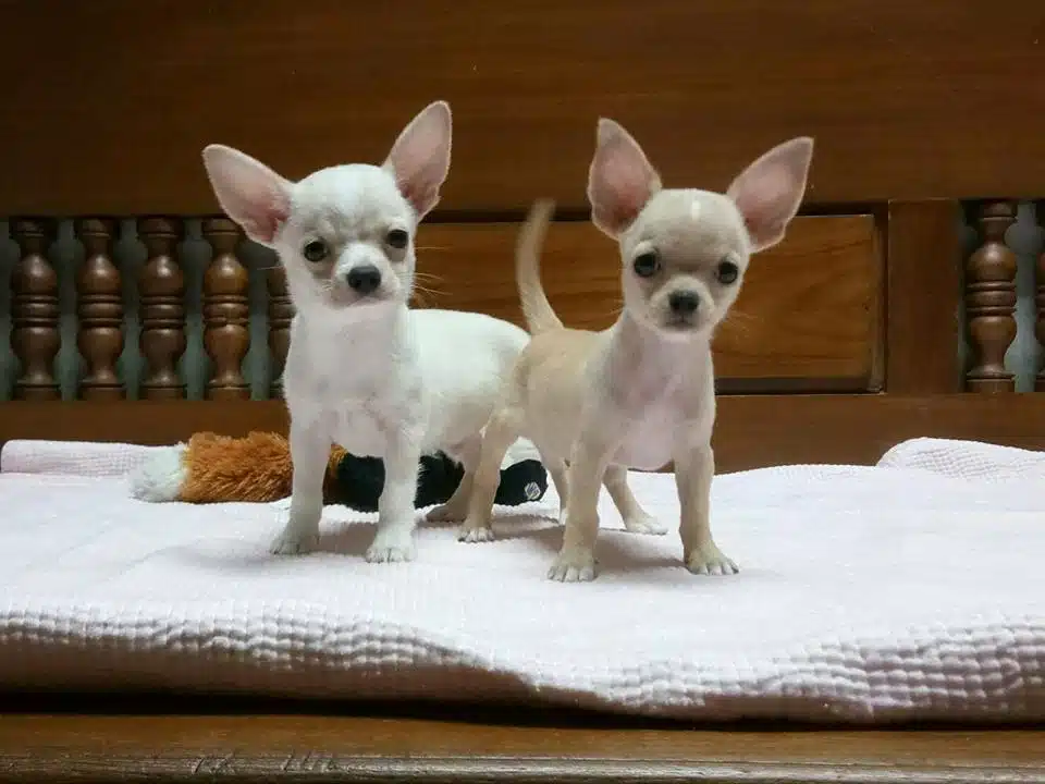 Dünya Tatlısı Chihuahua Yavruları