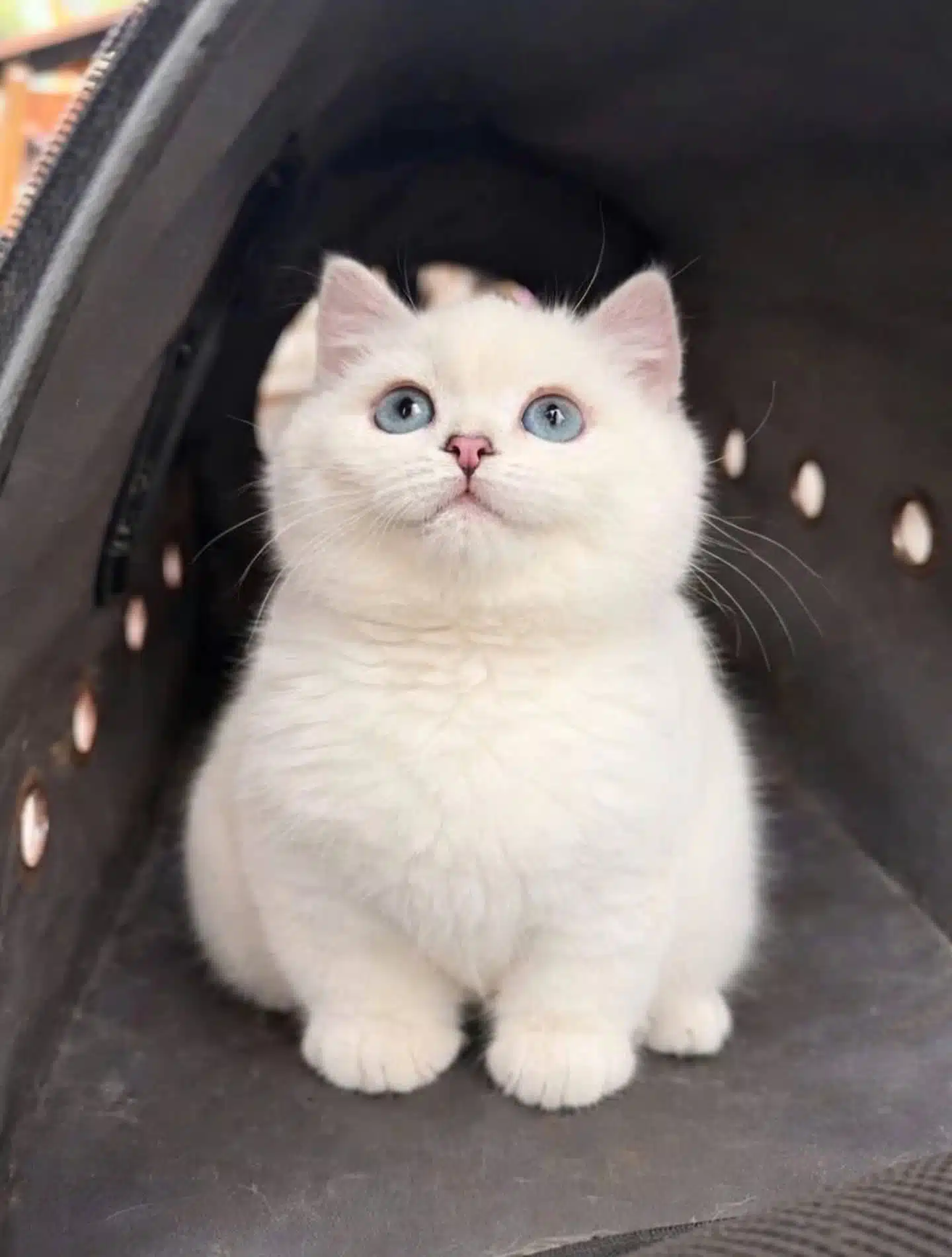 Show Kalite Topaç Kafa Sevimli Bebeklerim