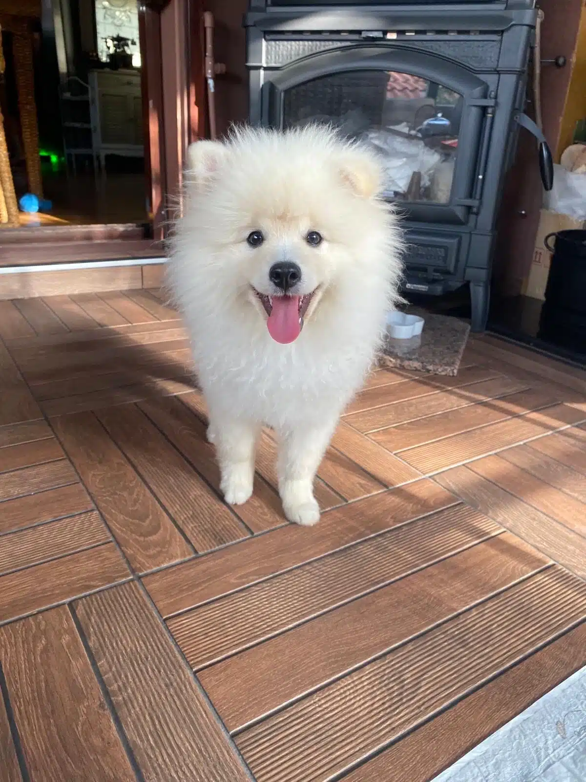 1 Yaşında Erkek Pomeranian Boo Yeni Yuvasını Arıyor