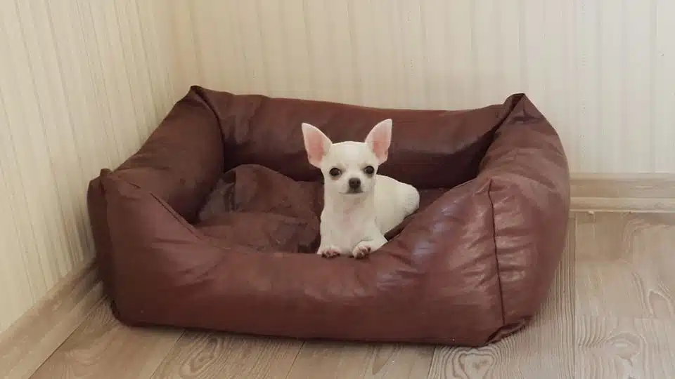 Dünya Tatlısı Chihuahua Yavruları
