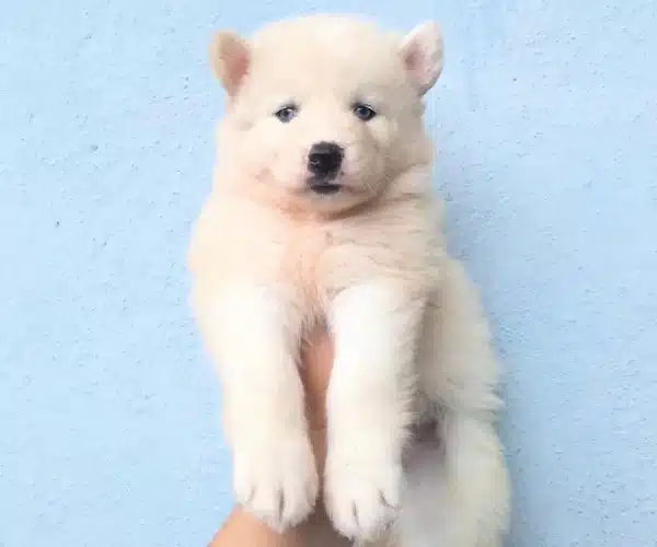 Beyaz Husky Si̇bi̇rya Yavrulari