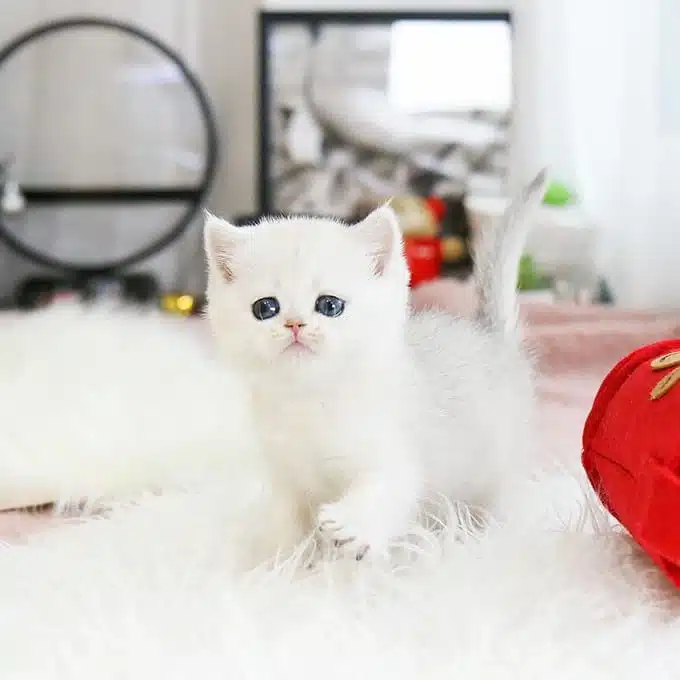 Show Kalite British Shorthairlar