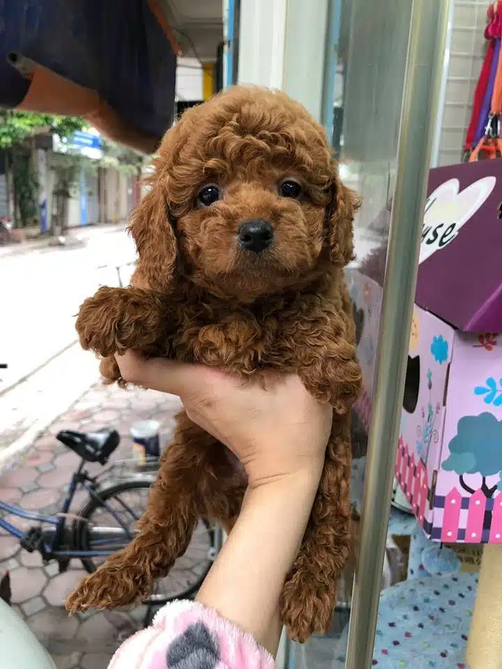 Toy Poodle Yavruları