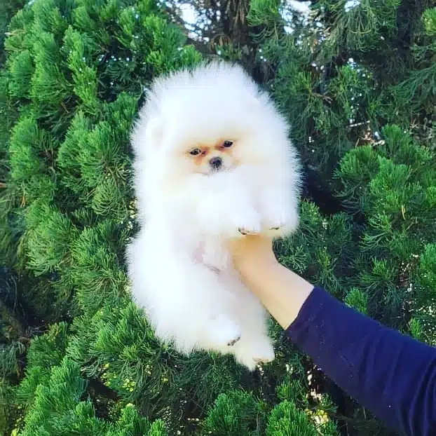 Ayı Surat Pomeranian Yavruları