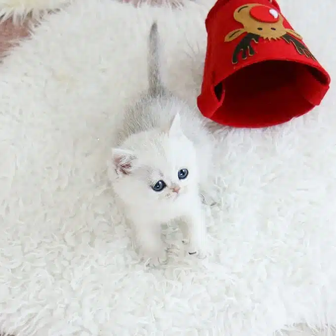 Show Kalite British Shorthairlar