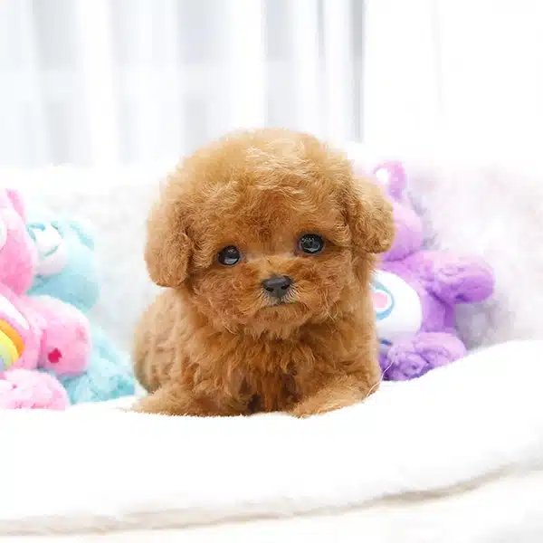Sitenin En Ozel Toy Poodle Bebisleri