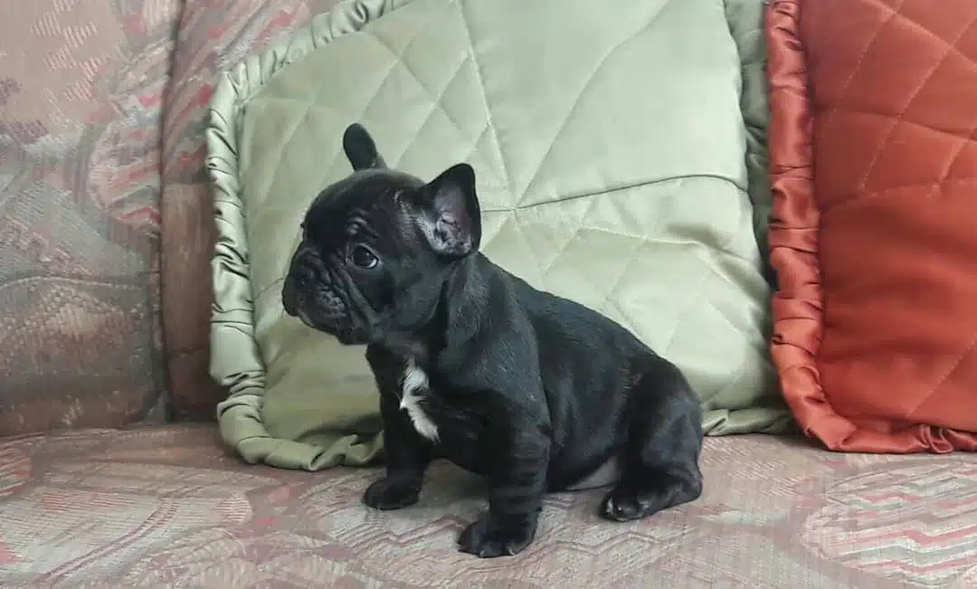 French Bulldog Yavruları