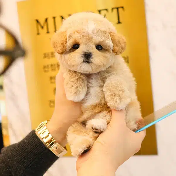 Ipeksi Kadife Tuy Yapili Toy Poodle Bebeklerim