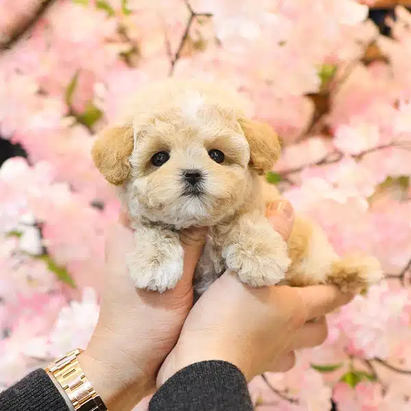 Ipeksi Kadife Tuy Yapili Toy Poodle Bebeklerim
