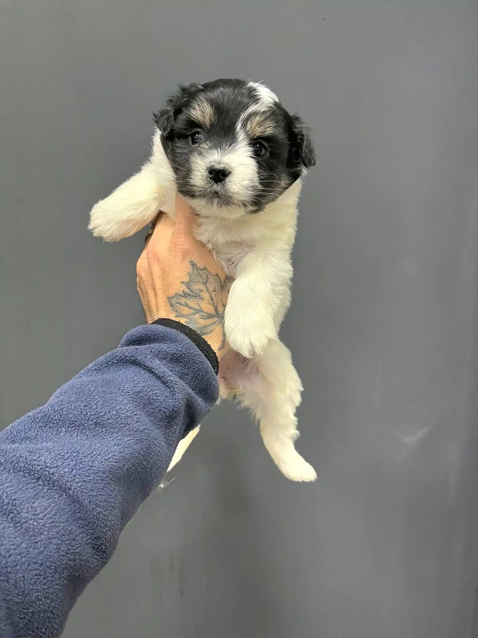 Morkie Miniğim Tuvalet Eğitimli
