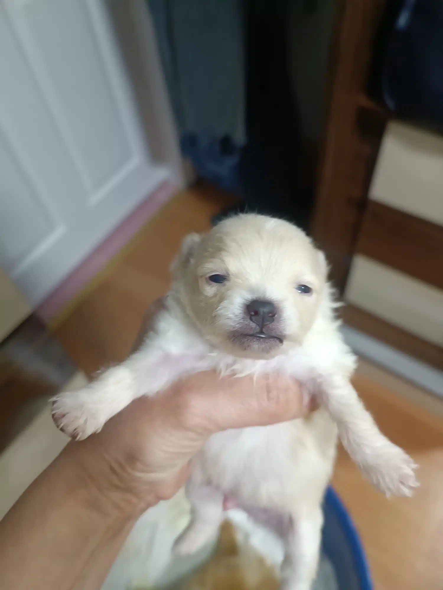 Pomerian Boo Evinizin Neşesi