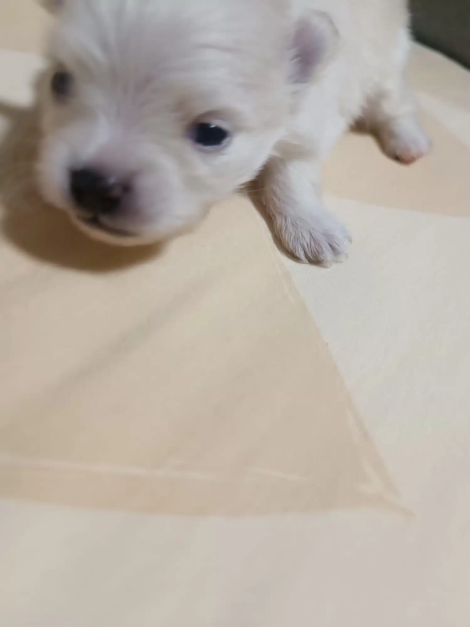 Pomerian Boo Evinizin Neşesi