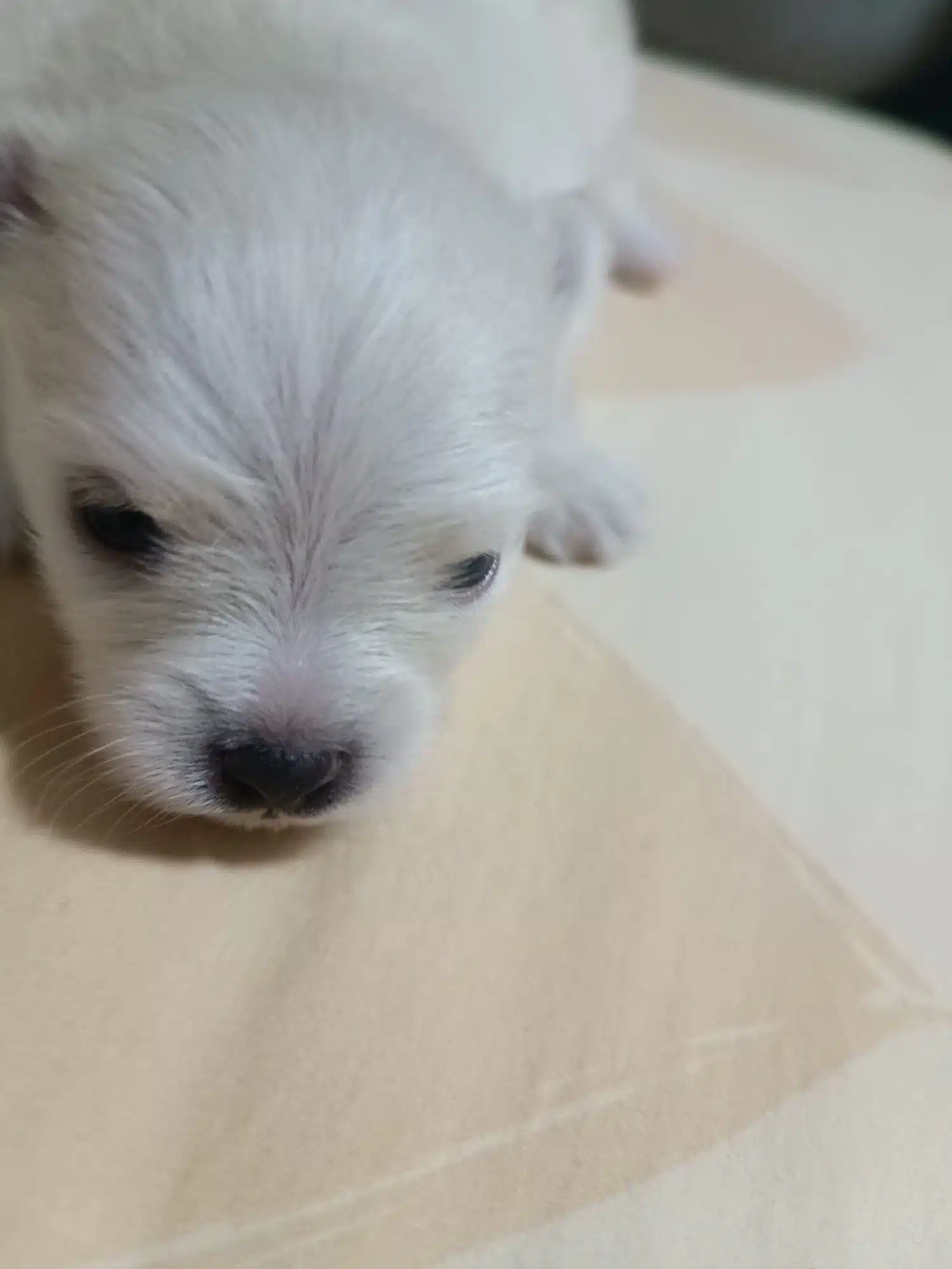 Pomerian Boo Evinizin Neşesi