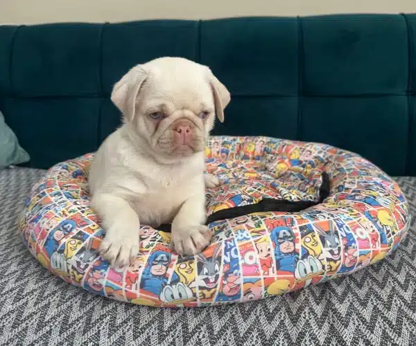 Egzotık Pink Pug Özel