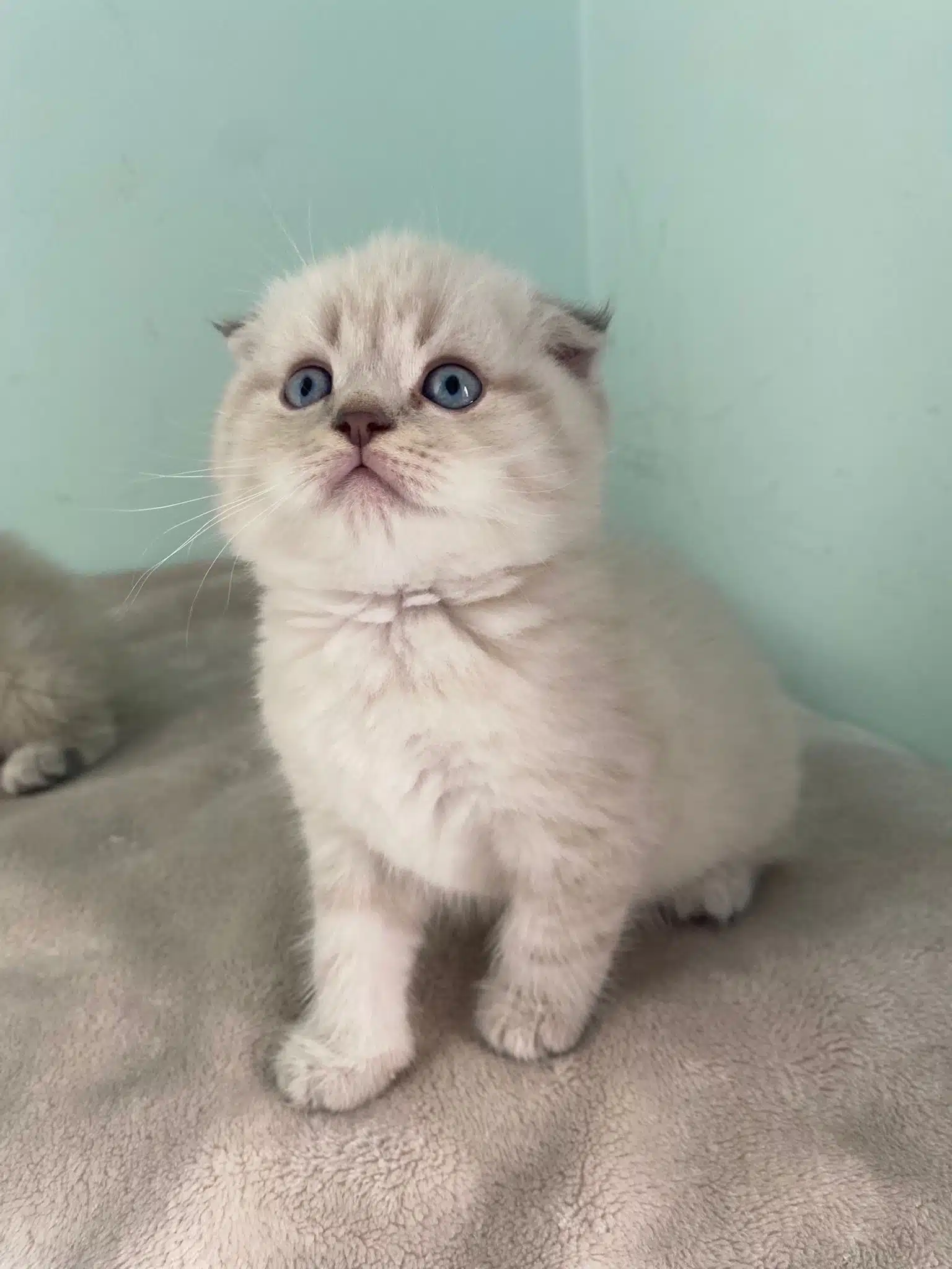 Brıtısh Longhaır Ve Scotish Fold