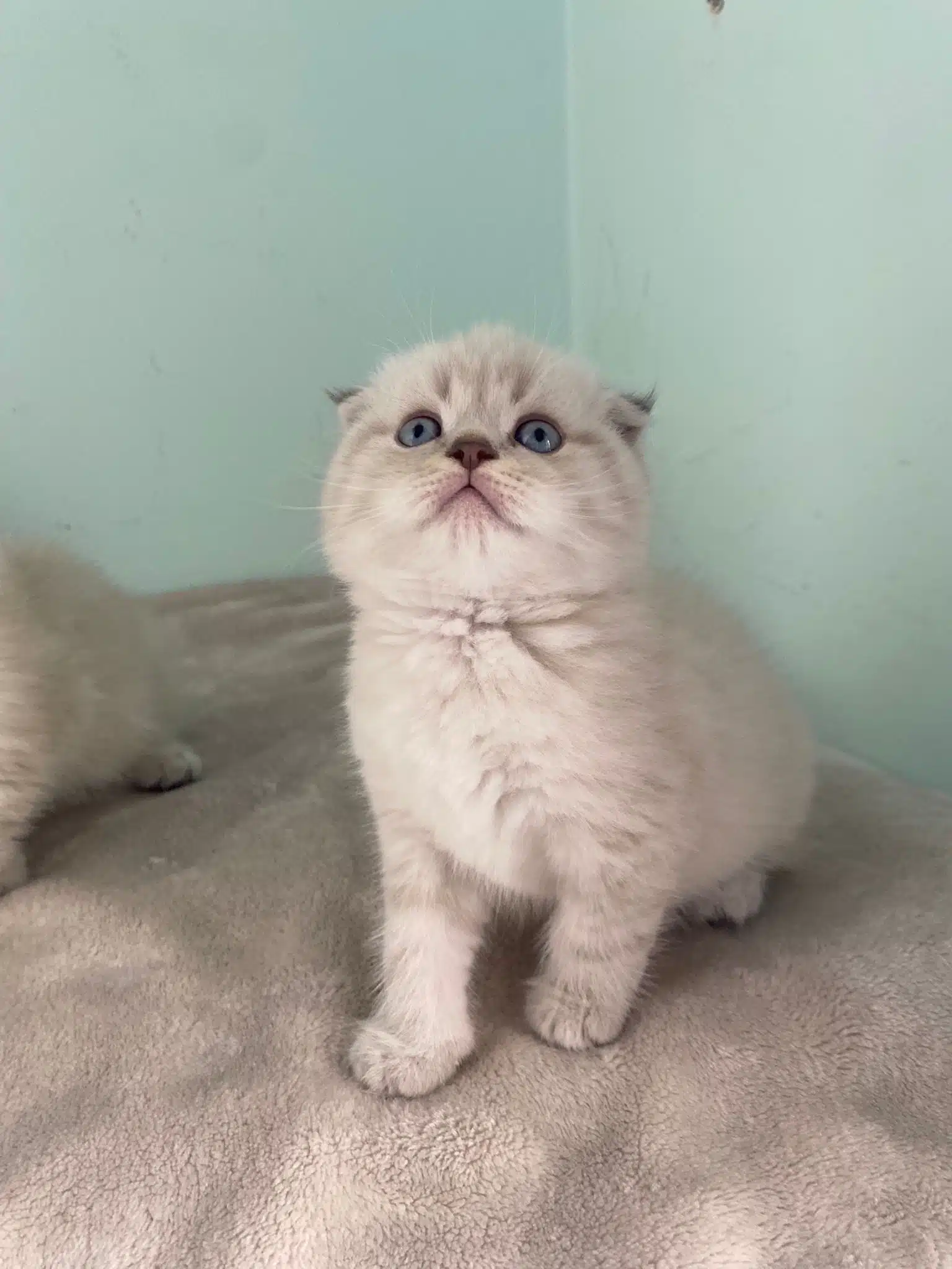 Brıtısh Longhaır Ve Scotish Fold