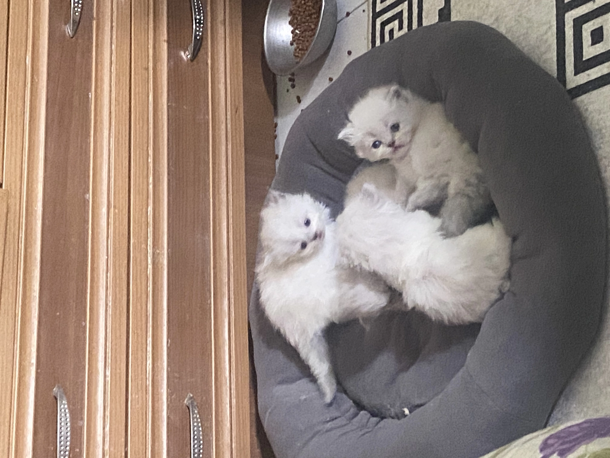 Chincilla Yavrular Sahibinden