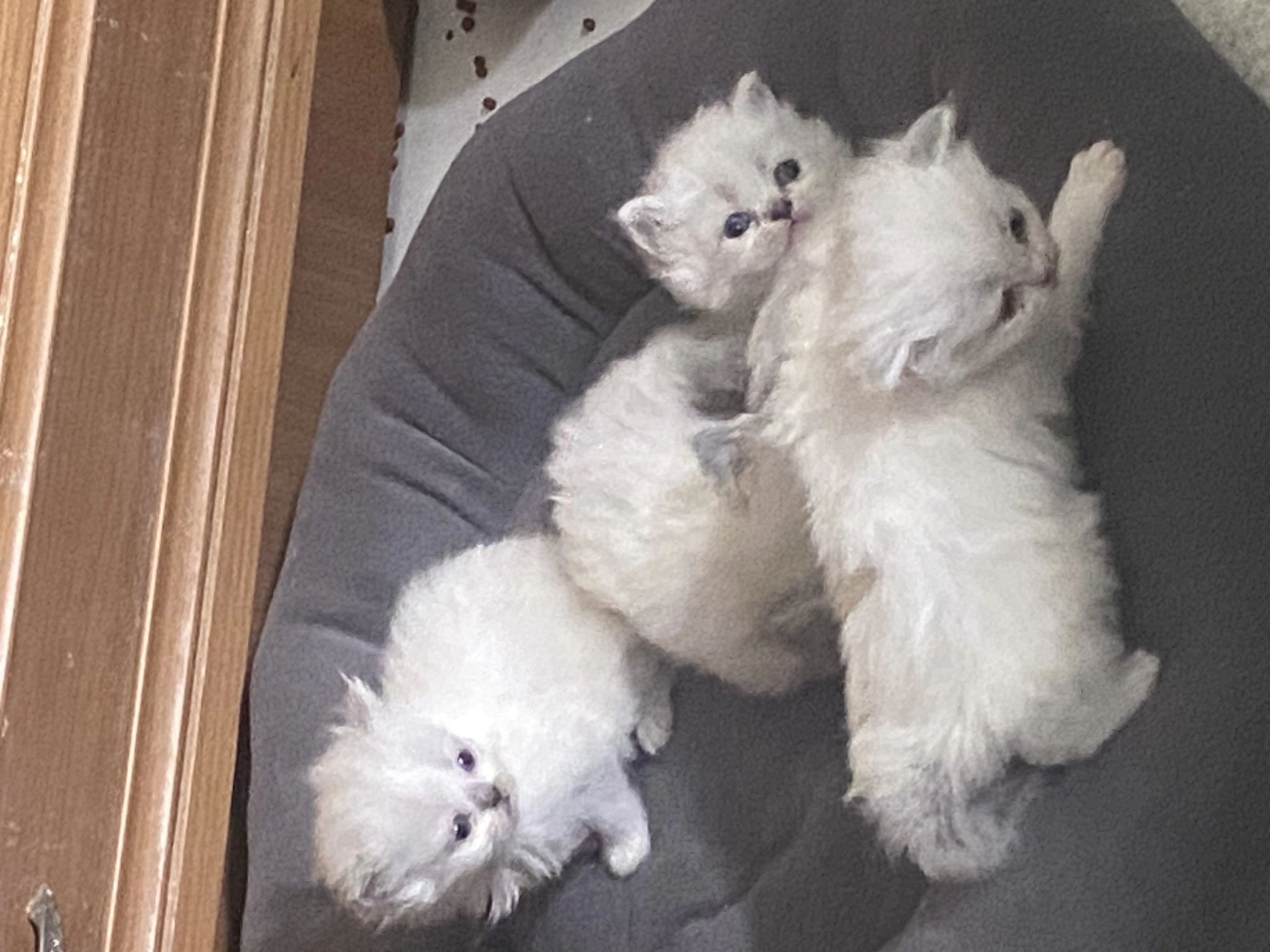 Chincilla Yavrular Sahibinden