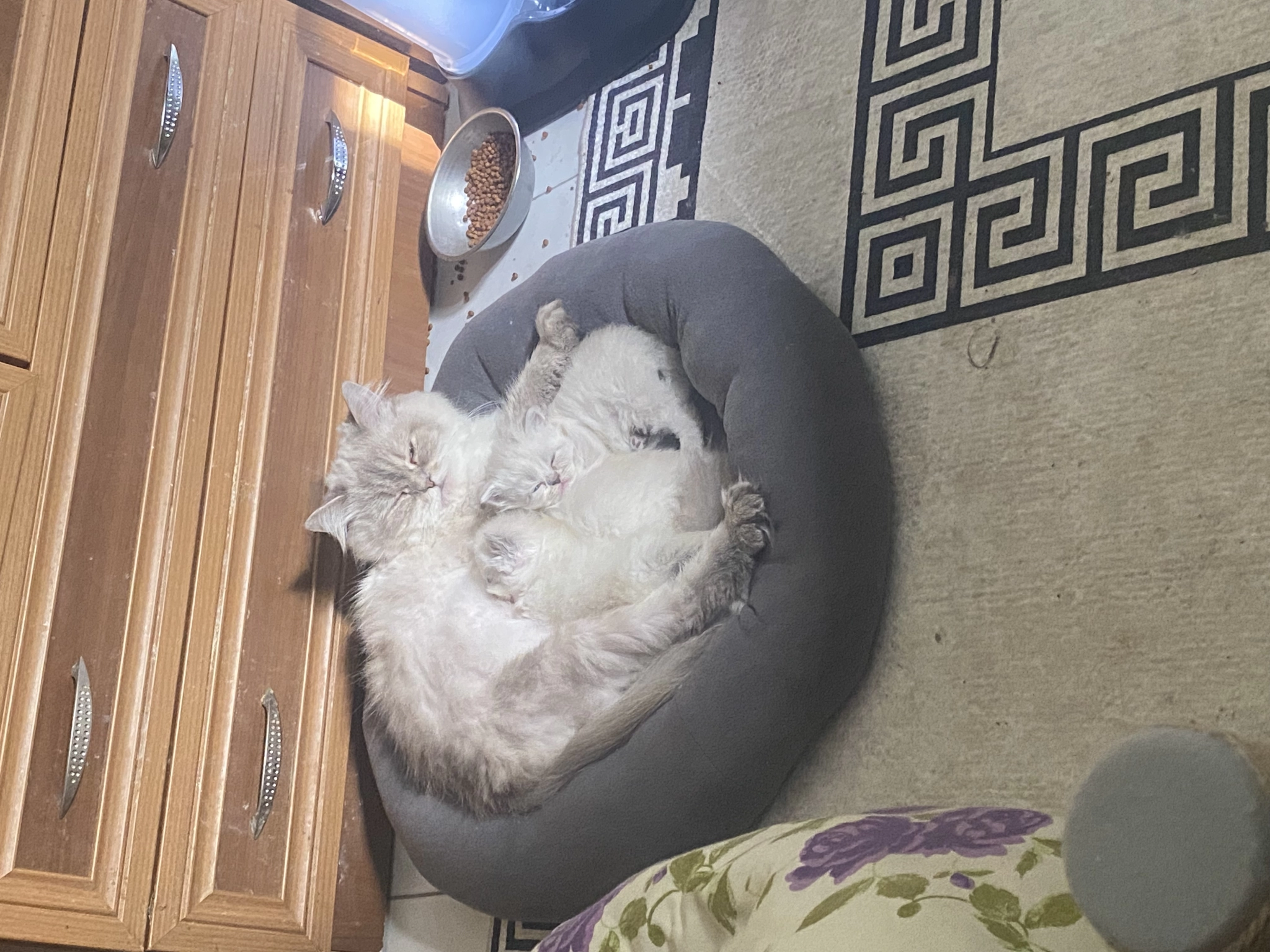 Chincilla Yavrular Sahibinden