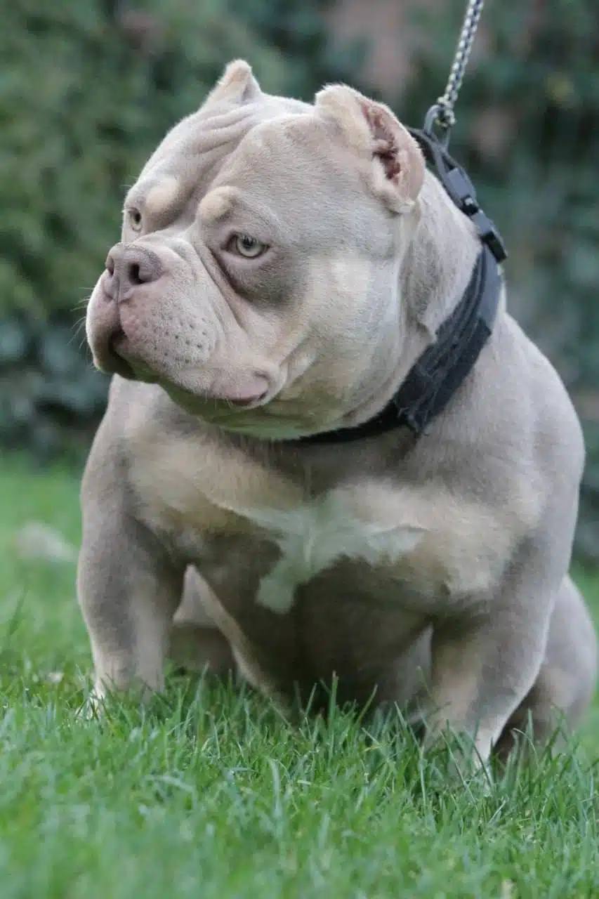 Veri Compact Micro Size With Strong Bloodline.
