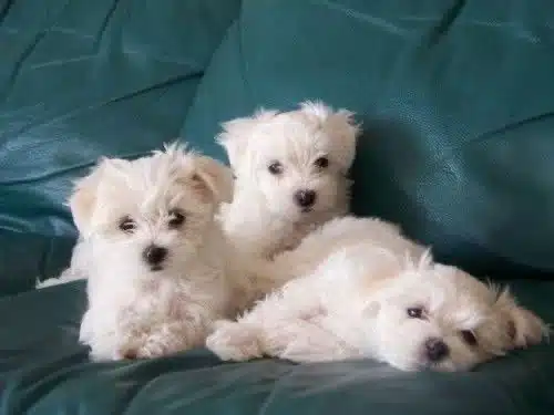 Maltese Terrier 0 Numara Bebeklerim