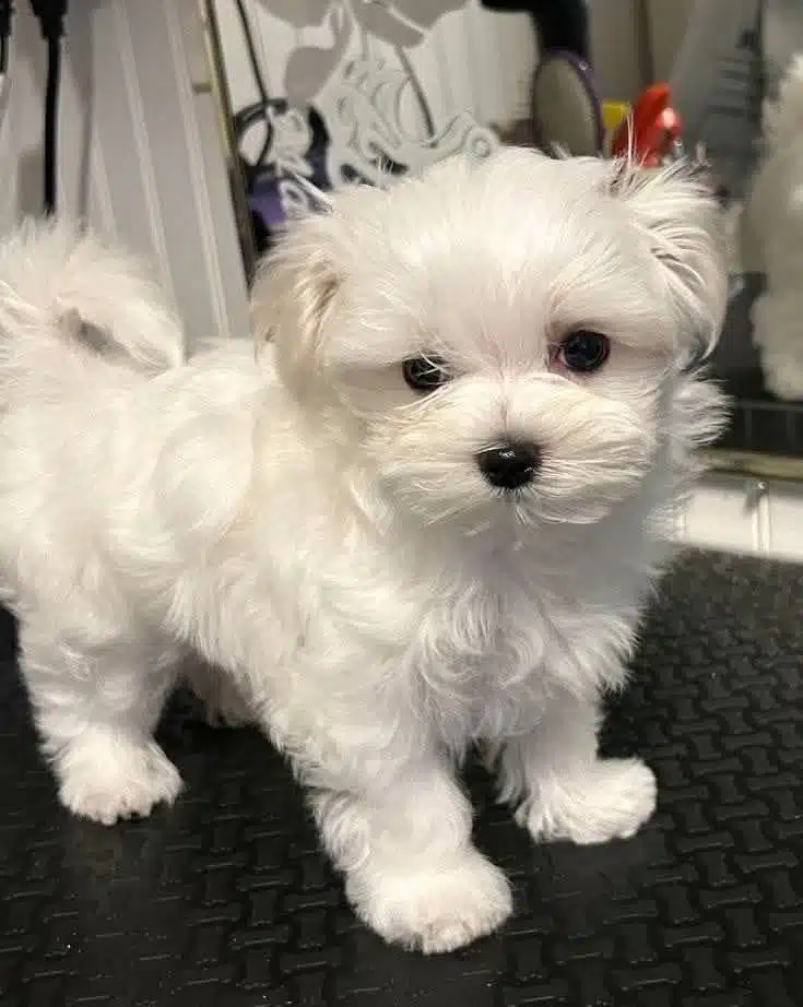 Maltese Terrier Xs Teacup Ev Doğumlu