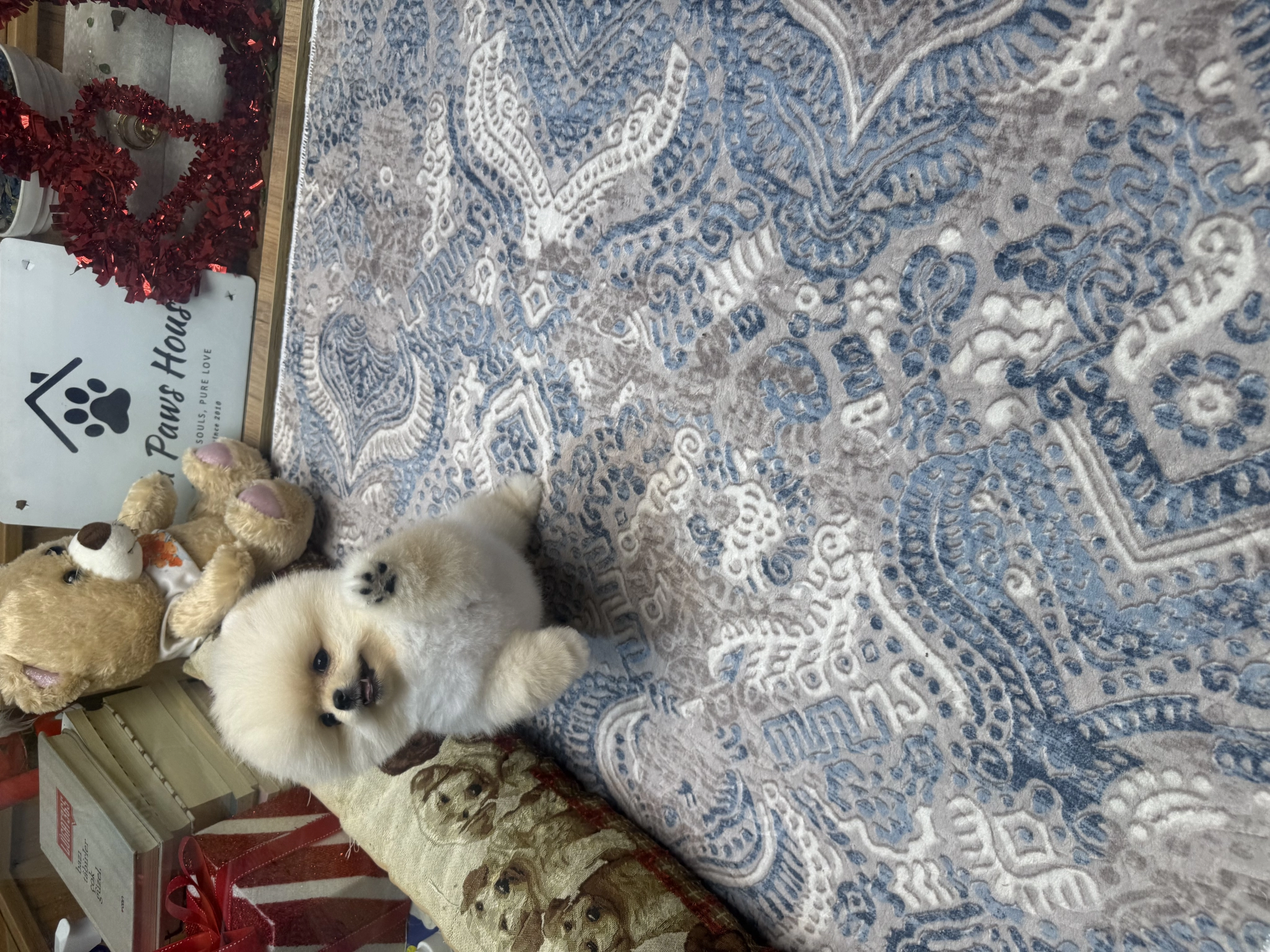 Özel Tüy Yapısına Sahip Pomeranian Boo Yavrularımız