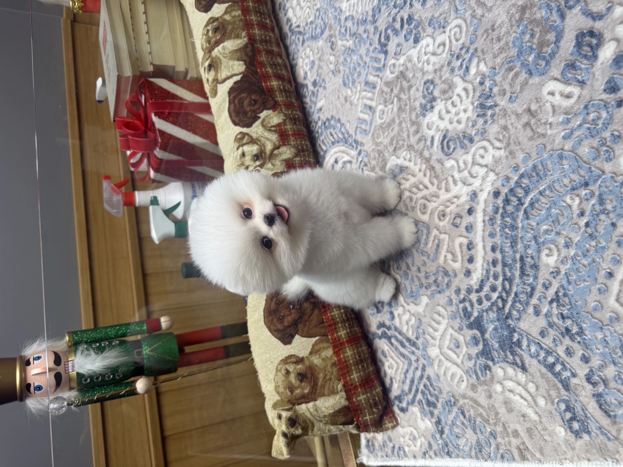 Tedy  Face Pomeranian Boo Pupy