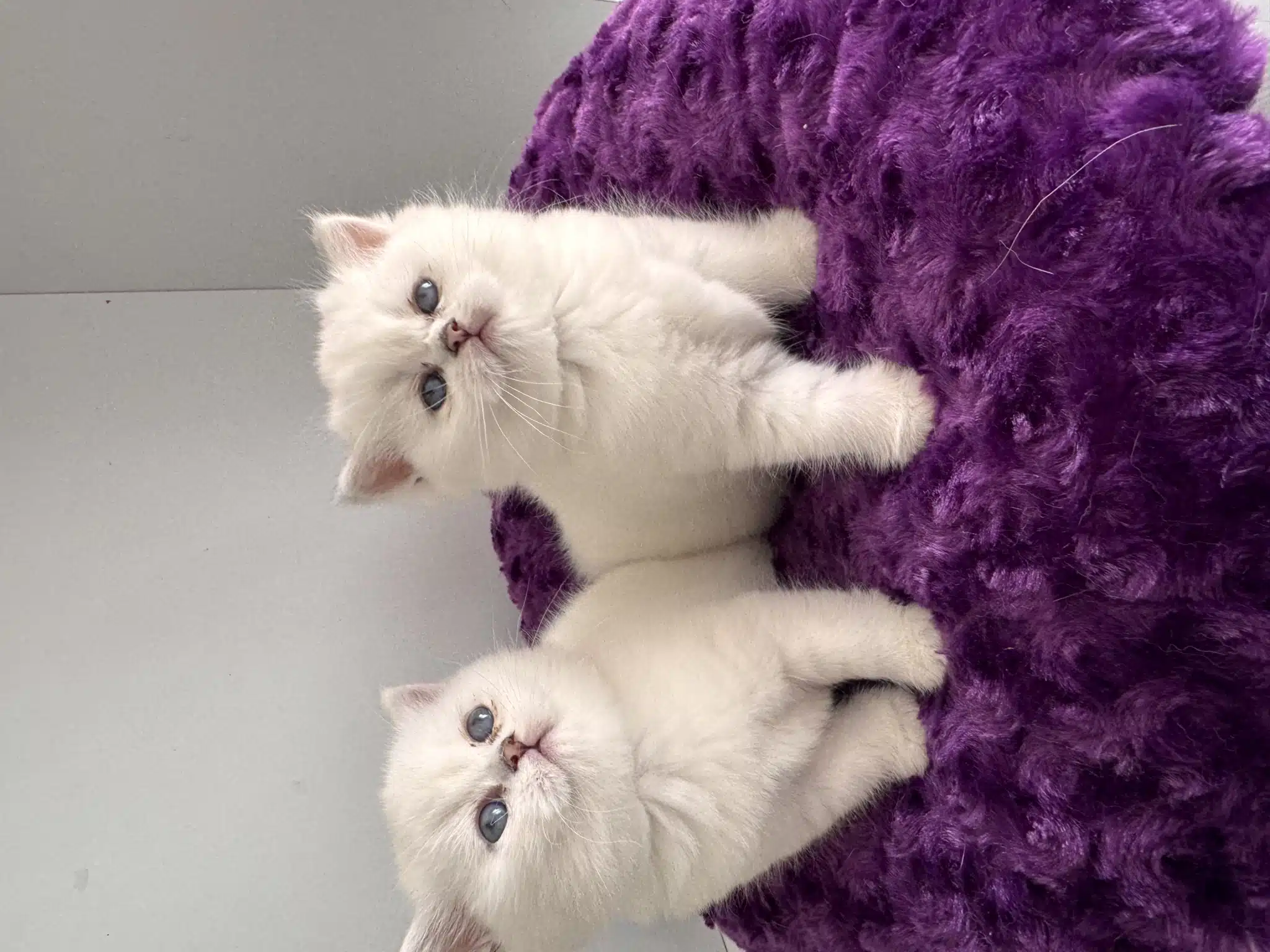 Show Kalite British Shorthair Yavrularım