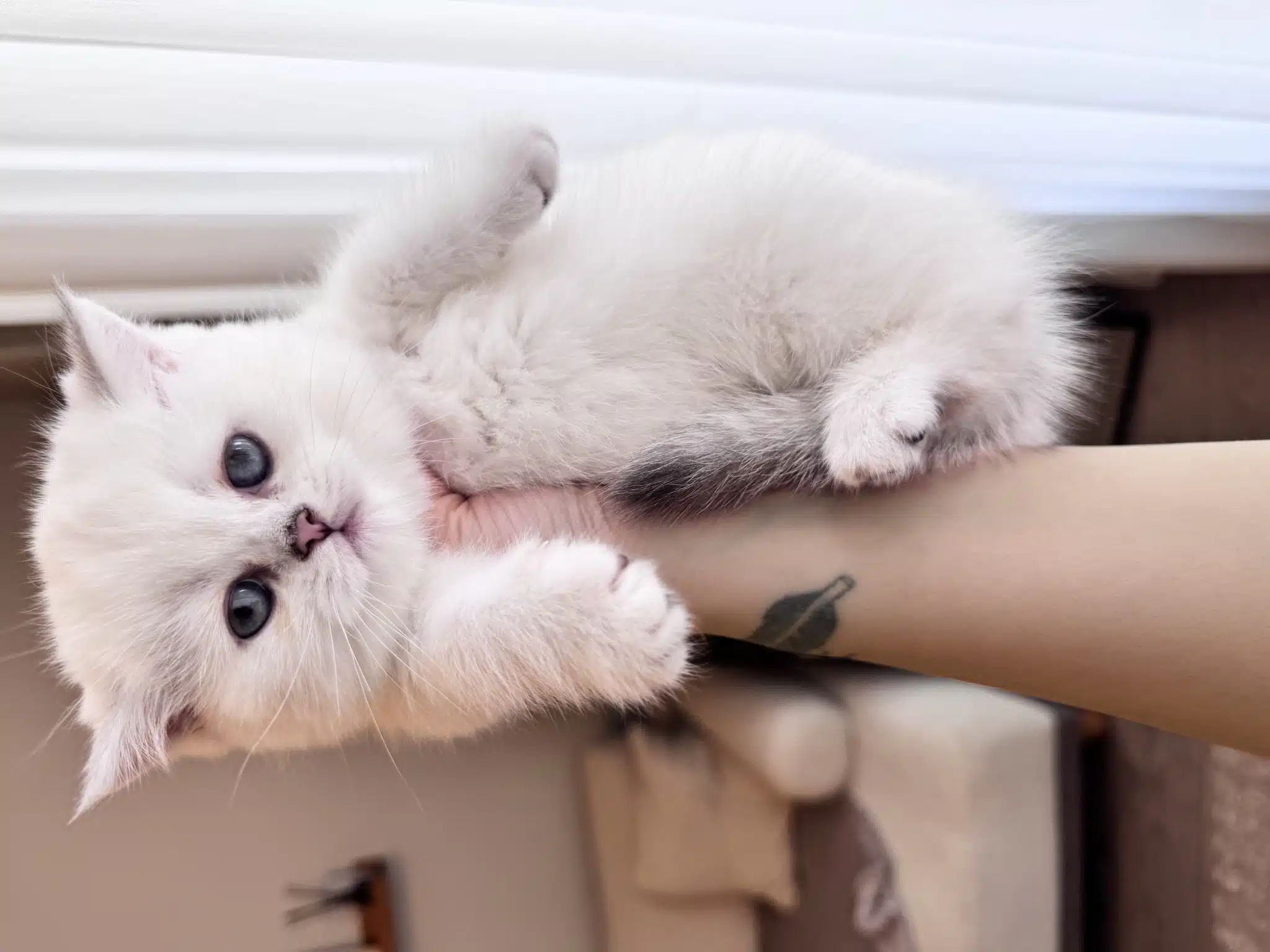 Show Kalite Masmavi Gözlü British Shorthair