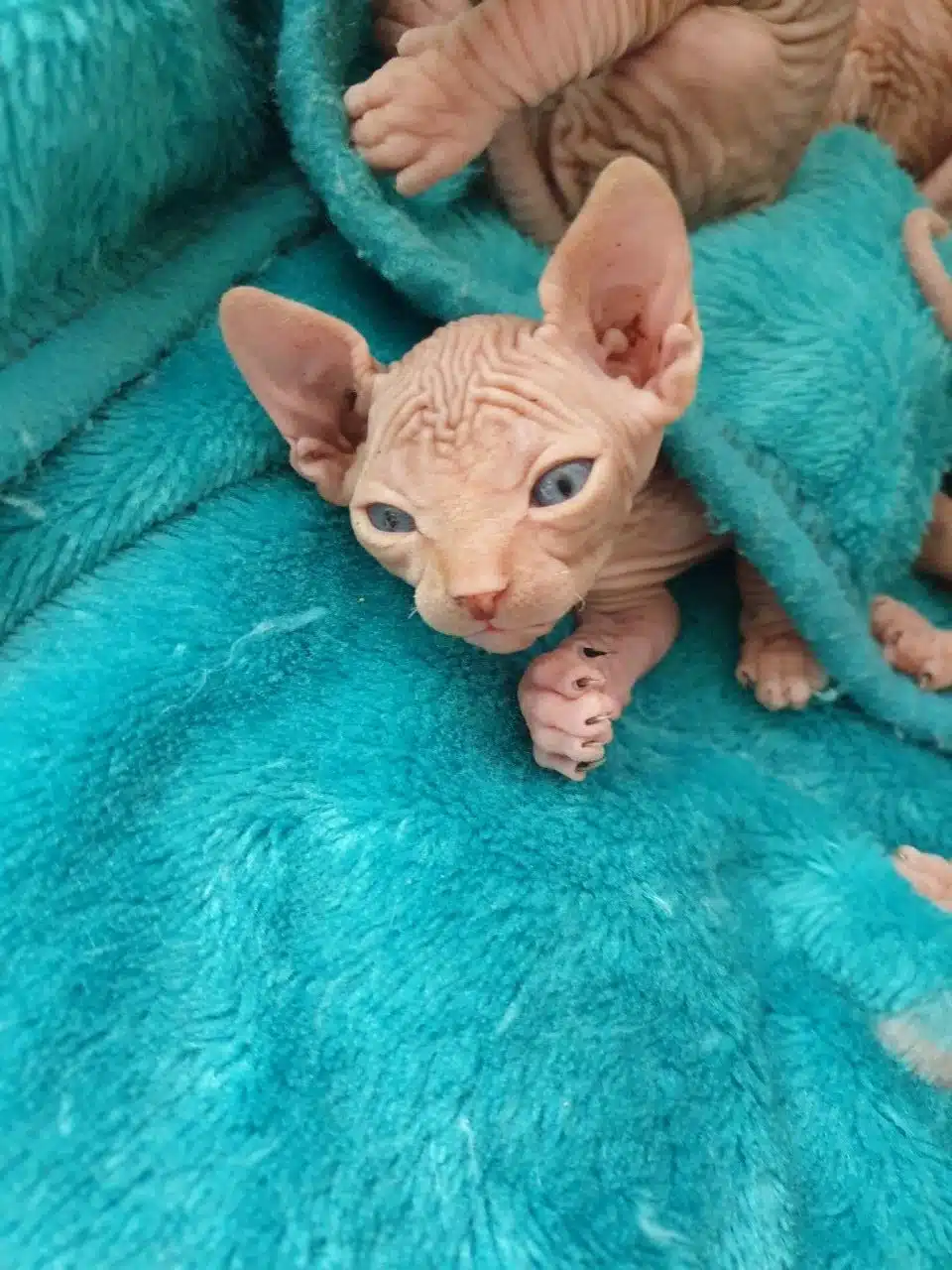 Dünya Tatlısı Sfenks Yavruları