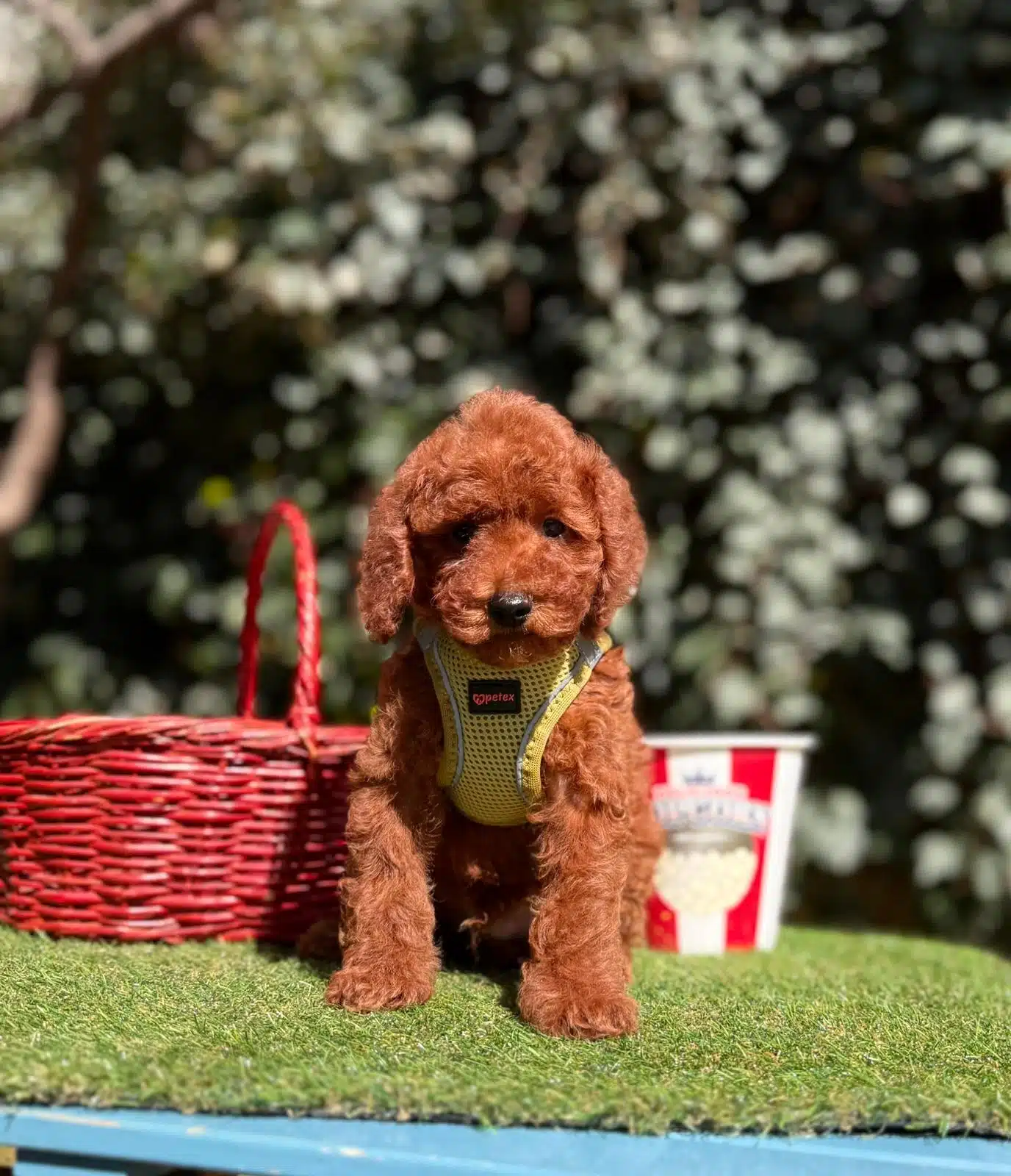 Teddy Bear Toy Poddle
