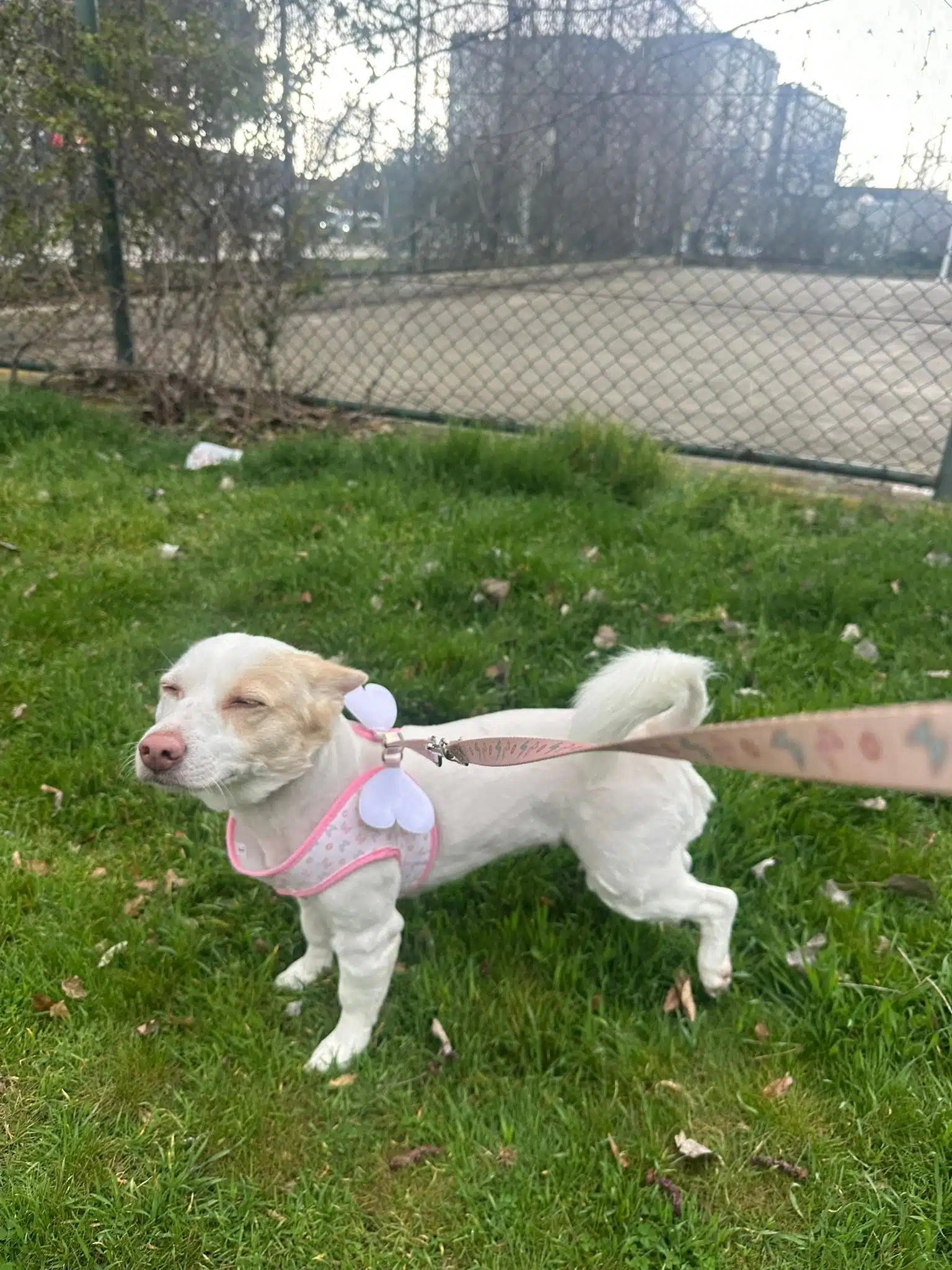 5 Yaşında Uysal Ve Aşıları Tam Dostumuz İçin Yuva Arıyoruz