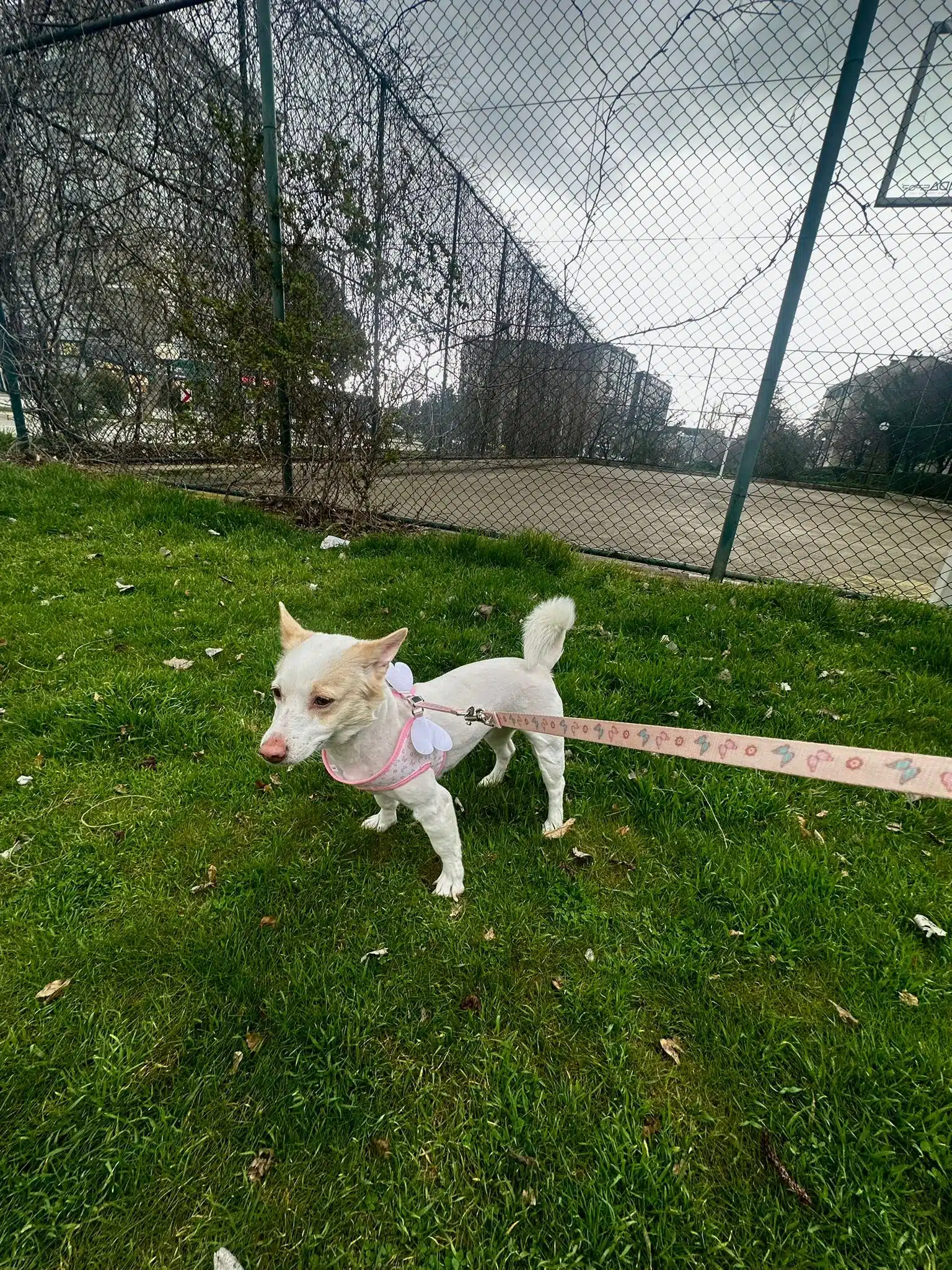 5 Yaşında Uysal Ve Aşıları Tam Dostumuz İçin Yuva Arıyoruz