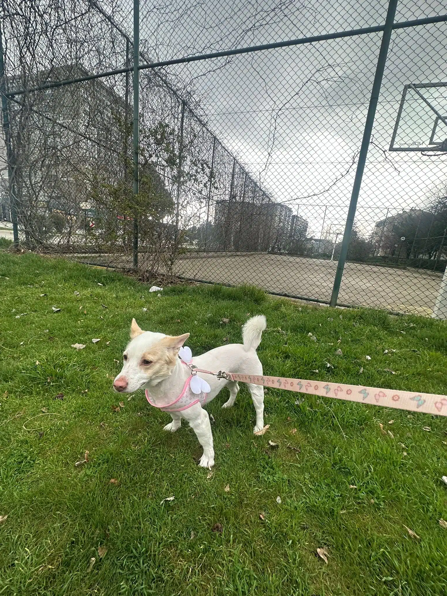 5 Yaşında Uysal Ve Aşıları Tam Dostumuz İçin Yuva Arıyoruz