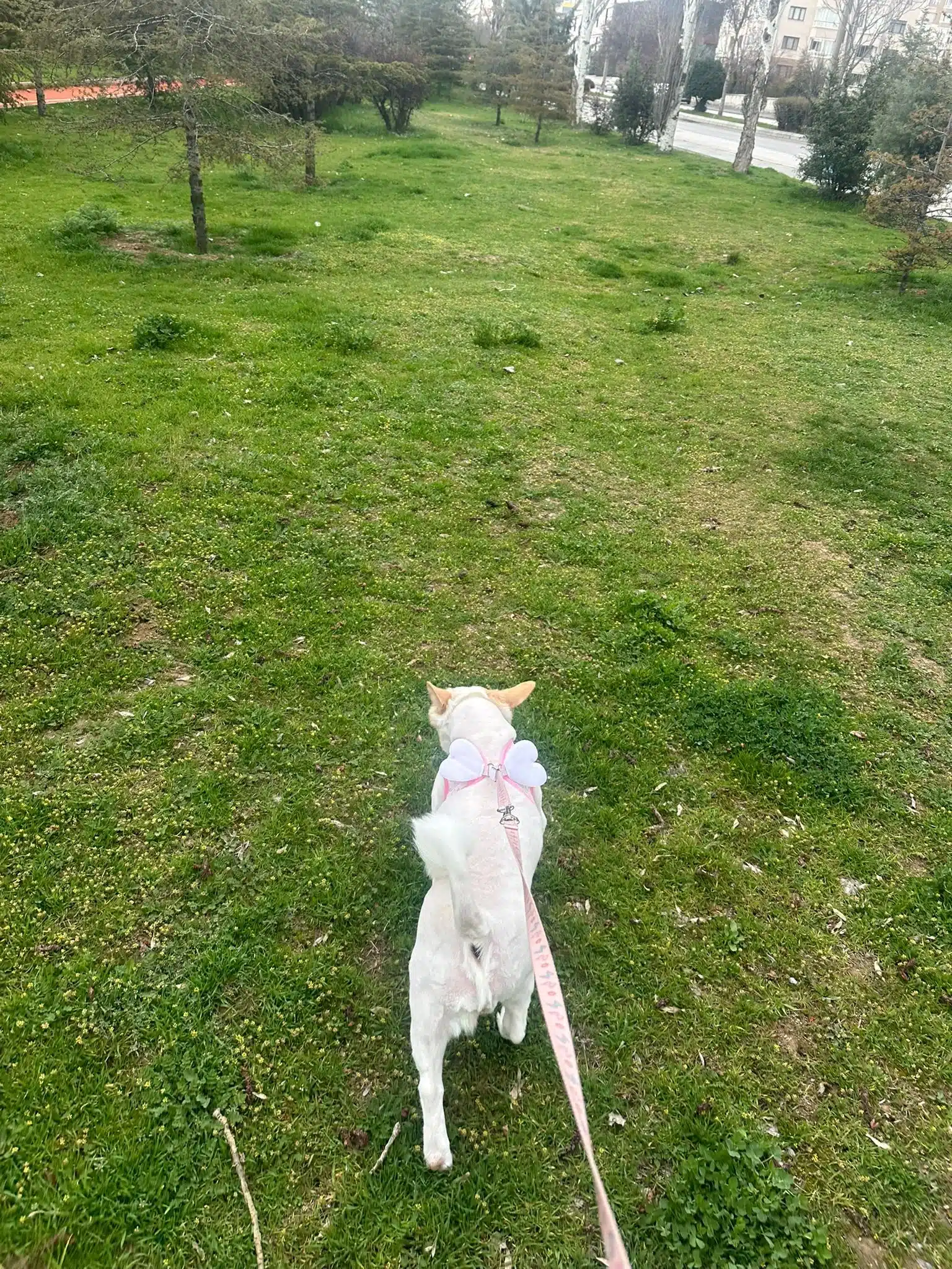 5 Yaşında Uysal Ve Aşıları Tam Dostumuz İçin Yuva Arıyoruz