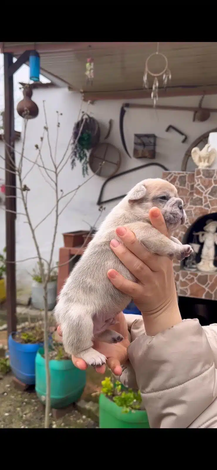 Safkan Egzotik French Bulldog Yavrularim Rezervede
