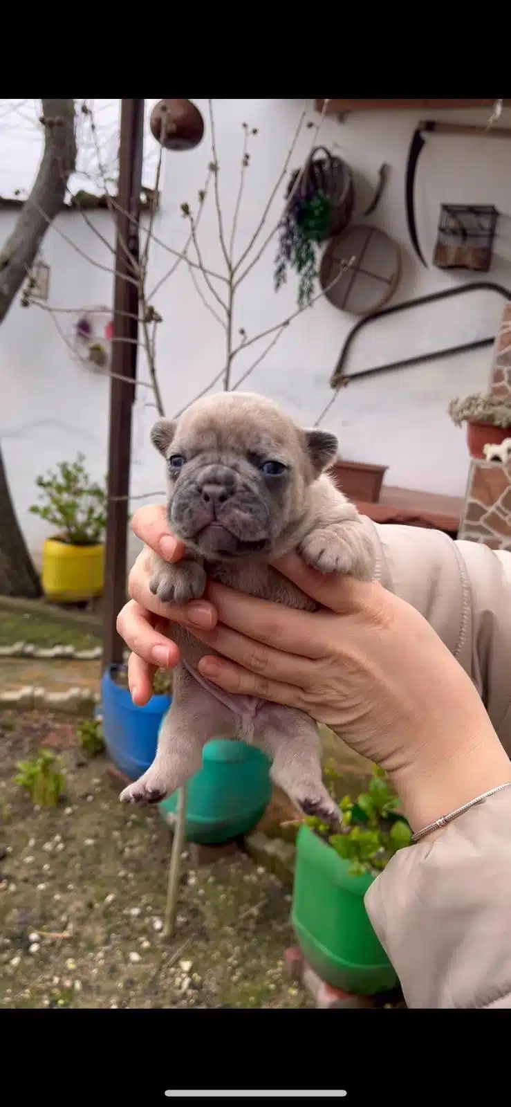 Safkan Egzotik French Bulldog Yavrularim Rezervede