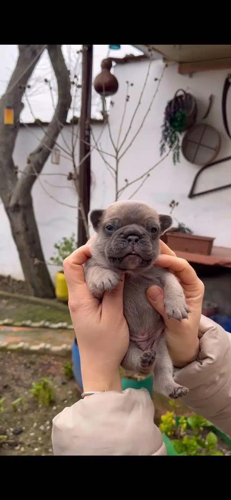 Safkan Egzotik French Bulldog Yavrularim Rezervede