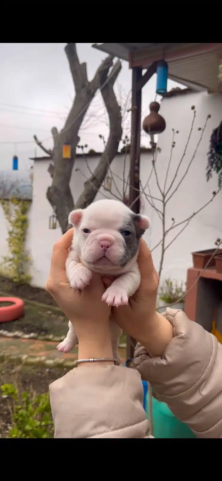 Safkan Egzotik French Bulldog Yavrularim Rezervede