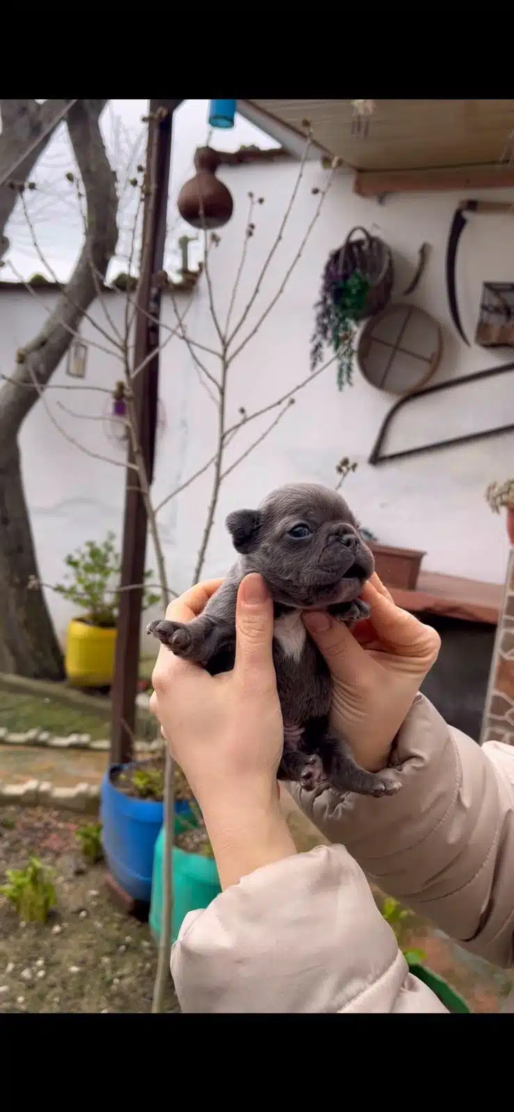 Safkan Egzotik French Bulldog Yavrularim Rezervede
