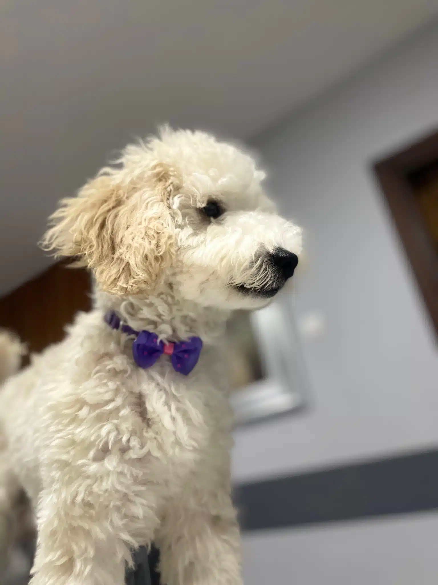 Minyatür Poodle (Lokum)
