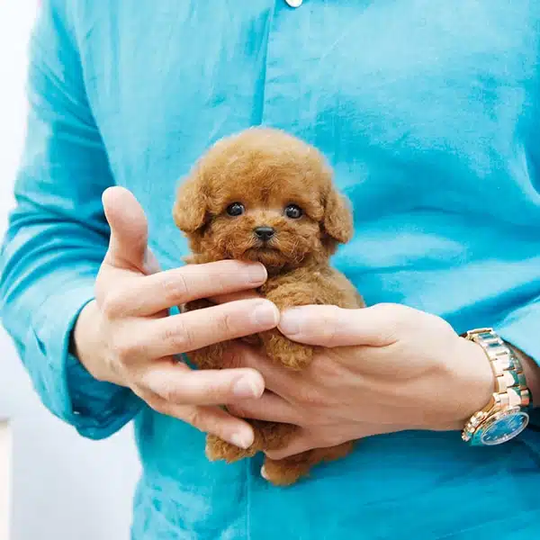 Sitenin En Ozel Toy Poodle Bebisleri