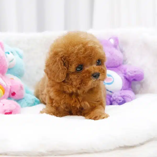 Sitenin En Ozel Toy Poodle Bebisleri